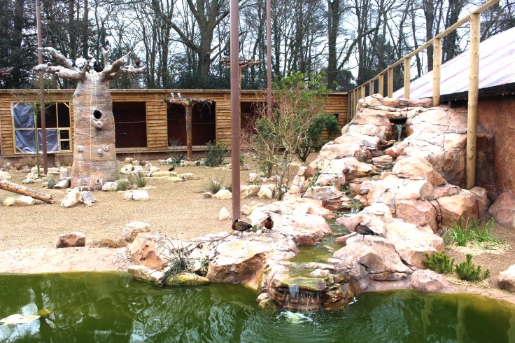 Little Africa Review