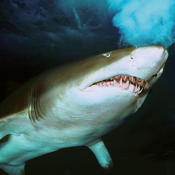 weymouth SEALIFE Sharks