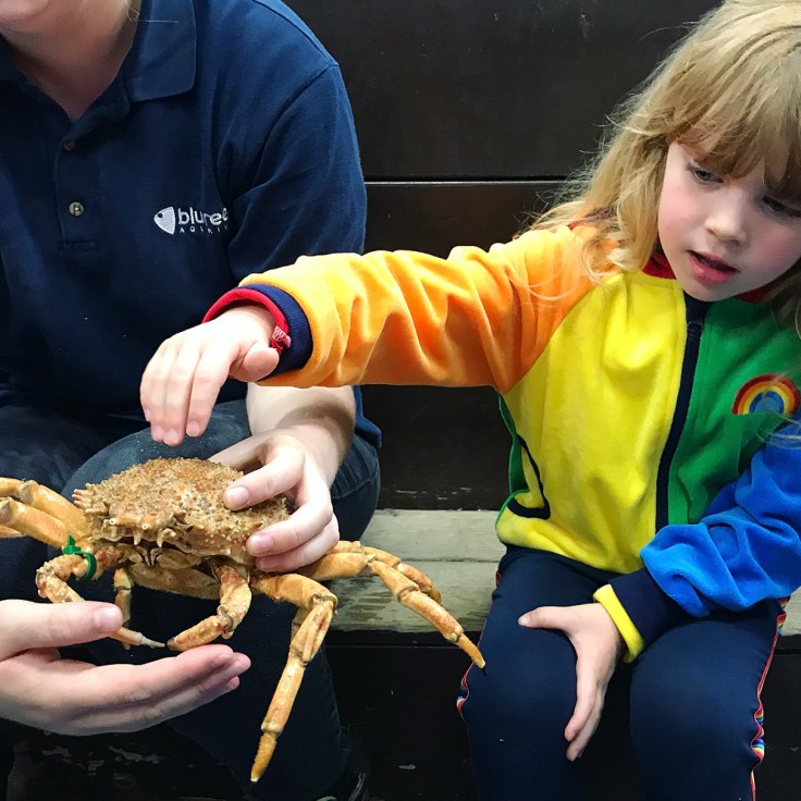Into the Blue with Blue Reef Aquarium