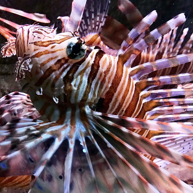 Into the Blue with Blue Reef Aquarium