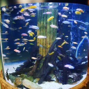 Into the Blue with Blue Reef Aquarium