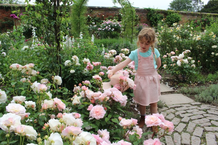Roses at Mottisfont, Hampshire