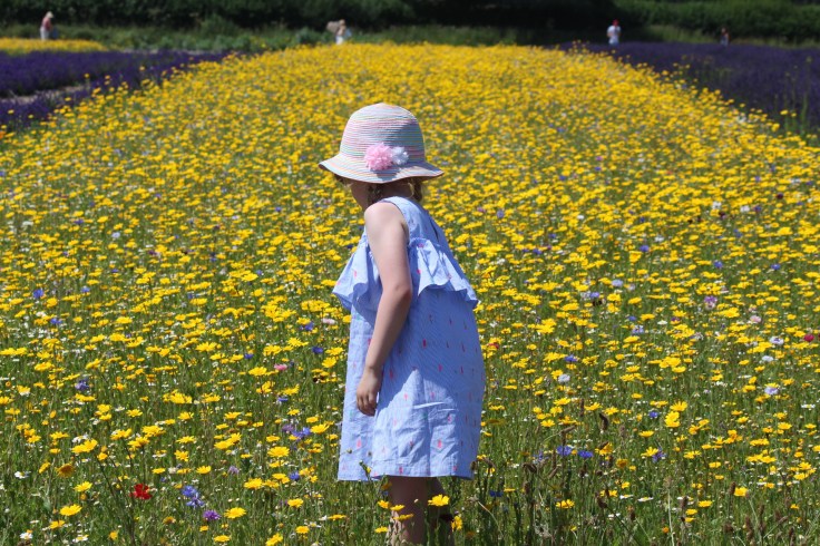 Lavender Fields in the UK