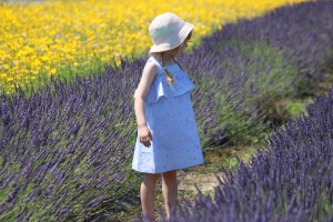 Lavender Fields in the UK