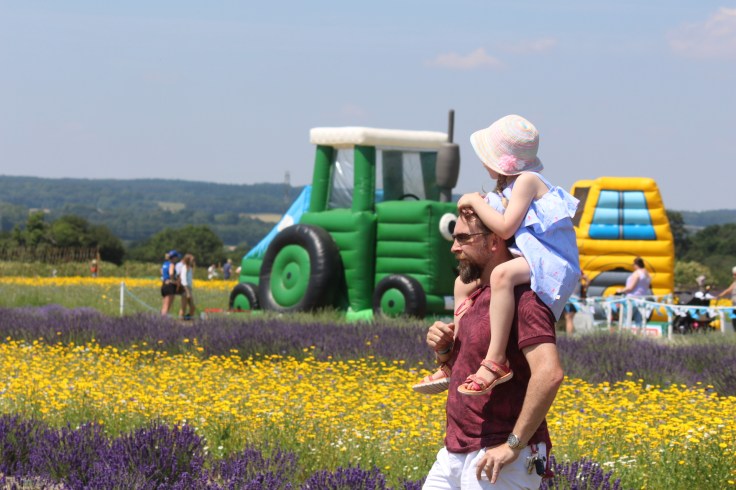 Where to find Lavender Fields in the UK