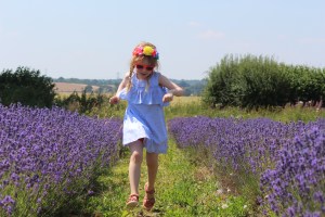 Lavender Fields In Hampshire