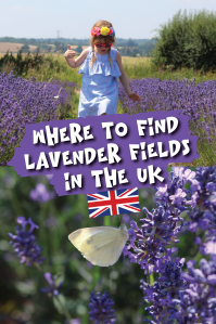 Where to find Lavender Fields in the UK