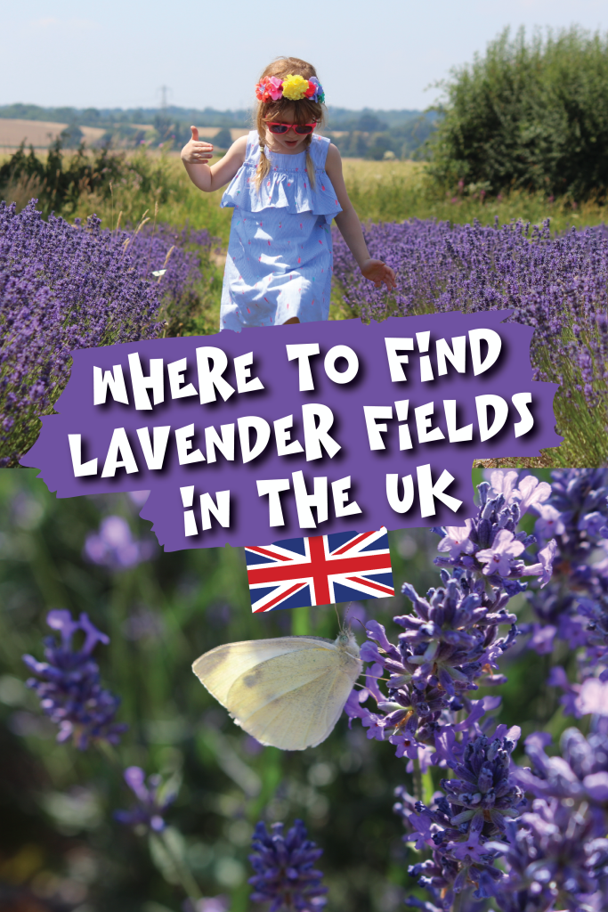 Where to find Lavender Fields in the UK