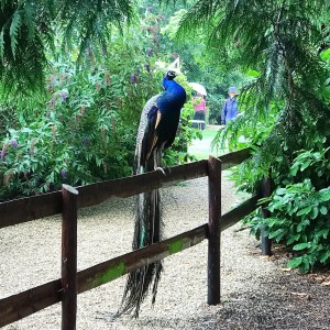 Larmer Tree Festival