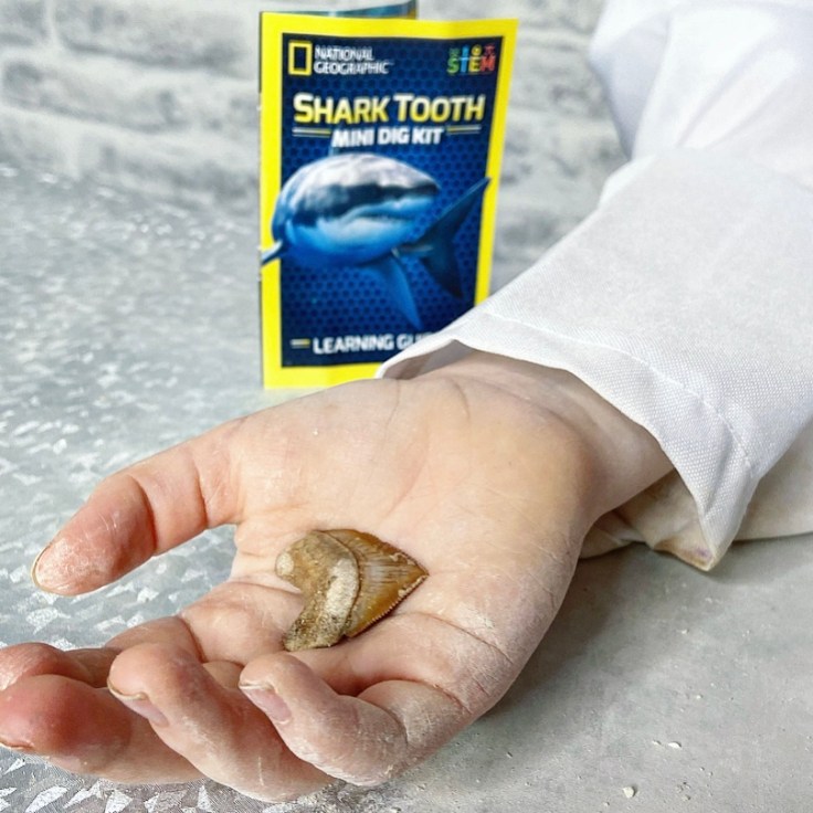 National Geographic Shark Tooth Dig KIt